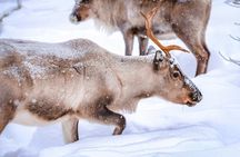 Levi Scenic Tour Reindeer Encounter and Snowshoe Adventure