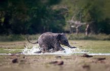 Yala National Park Shared Safari Tour Morning Evening & Full Day 