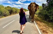 Yala National Park Shared Safari Tour Morning Evening & Full Day 