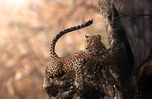 Yala National Park Shared Safari with Bismark Yala Safari 