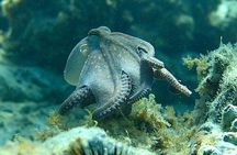 Barcelona Wild Experience: Kayak and Snorkel in Costa Brava