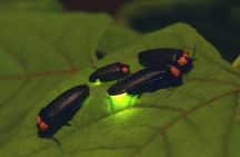 Nighttime Forest Firefly Hike