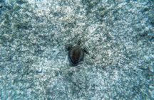 Aruba Turtle Spotting Snorkeling Adventure