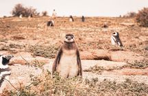 Animal watching in Punta Tombo and Isla Escondida