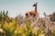 Animal watching in Punta Tombo and Isla Escondida