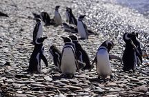 Animal watching in Punta Tombo and Isla Escondida
