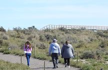 Animal watching in Punta Tombo and Isla Escondida
