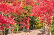 Mount Fuji Magnificent Day Tour from Tokyo