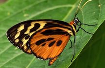 Mindo Cloud Forest Day Tour from Quito