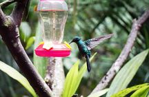 Mindo Cloud Forest Day Tour from Quito