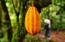 Mindo Cloud Forest Day Tour from Quito