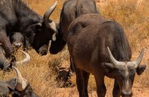 Full Day Big 5 Safari & Wine Tasting Tour with Pre-Booked Ticket