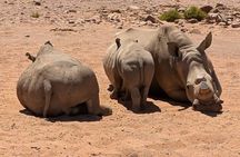 Full Day Big 5 Safari & Wine Tasting Tour with Pre-Booked Ticket