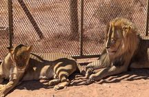 Full Day Big 5 Safari & Wine Tasting Tour with Pre-Booked Ticket