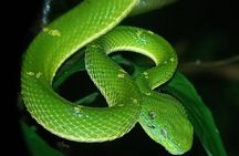 Small Group Night Walk in Monteverde 