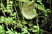 Small Group Night Walk in Monteverde 