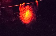 Small Group Night Walk in Monteverde 