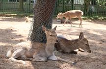 Nara English Guided Walking Tour (All Entrance Fee Included)
