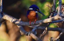 Bird Watching Kayak Tour