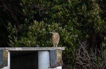 Bird Watching Kayak Tour