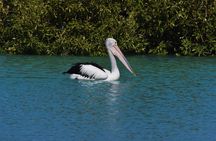 Bird Watching Kayak Tour