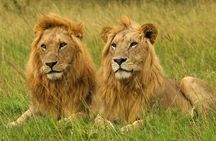 Safari Tour : Nairobi National Park