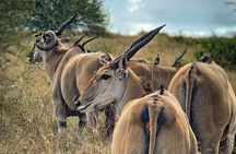 Safari Tour : Nairobi National Park