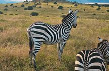 Safari Tour : Nairobi National Park