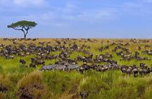Safari Tour : Nairobi National Park