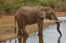 Hluhluwe-iMfolozi Park - Big 5 Full Day Safari