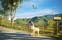 Alpaca World Tour with Nami Island & opt Railbike or Garden
