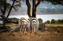 1 Day Nairobi National Park and Giraffe Centre Tour