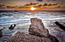 Auckland Thermal Pool and Muriwai Beach Sunset Day tour 