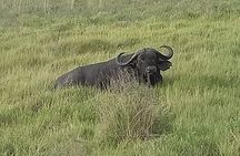 1 Day Nairobi National Park and Giraffe Centre Tour