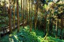 Alishan 2Day Shared Tour from Taipei 