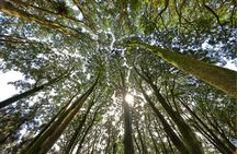 Alishan 2Day Shared Tour from Taipei 