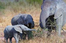 Kilimanjaro Climb via Marangu Route with 6 Day Safari Tour