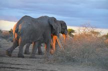 Masai Mara classic safari with optional Masai Village