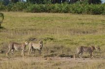 Masai Mara classic safari with optional Masai Village