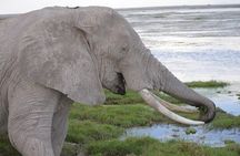 Amboseli 2 night budget safari