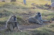 Amboseli 2 night budget safari