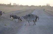 Amboseli 2 night budget safari