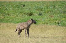 3- Day Exploring Giants and Golden Sunsets in Amboseli