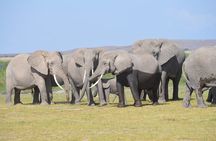 3- Day Exploring Giants and Golden Sunsets in Amboseli