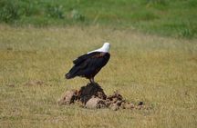 3- Day Exploring Giants and Golden Sunsets in Amboseli
