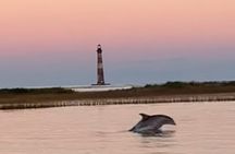 Folly River Morris Island Dolphin and Exploration Adventure 