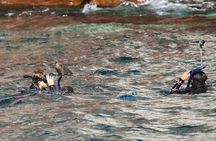Sea Lions & Mega-Paddleboard Tour in Espiritu Santo