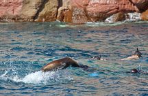 Sea Lions & Mega-Paddleboard Tour in Espiritu Santo