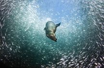 Sea Lions & Mega-Paddleboard Tour in Espiritu Santo