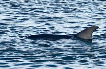 Folly River Morris Island Dolphin and Exploration Adventure 